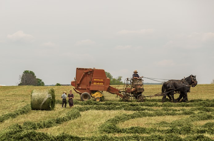 The Value of Agricultural Output in Romania, Up by 25% in 2021